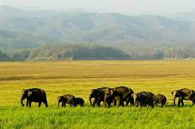 Top Visiting Places for Tourists in Assam