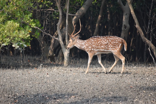 sundarban